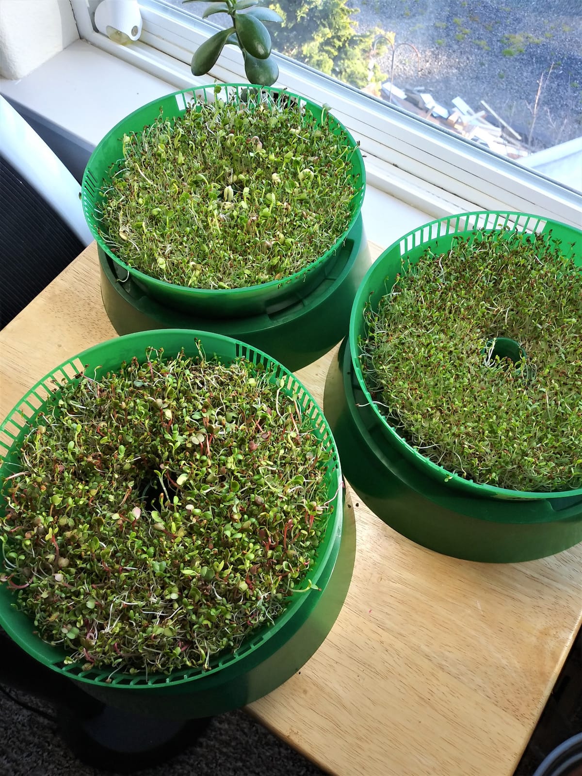 Handy Pantry Complete Sprouts Growing Kit | Sprouting Kit with 3 Stackable Sprouting Trays | Seed Sprouter, BPA-Free | Includes Organic Sprouting Seeds & Instructions | Sprouting Trays Seed Sprouter, BPA-Free Includes Organic Sprouting Seeds & Instructions customer photo 1