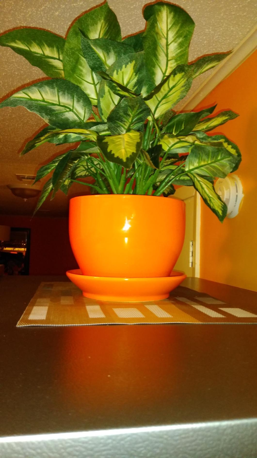 Nearly Natural 18 in Artificial Dieffenbachia Plant in Ceramic Planter | Lush Variegated Leaves, Maintenance-Free Faux Greenery, Realistic-Looking Indoor Home Decor Accent customer photo 2