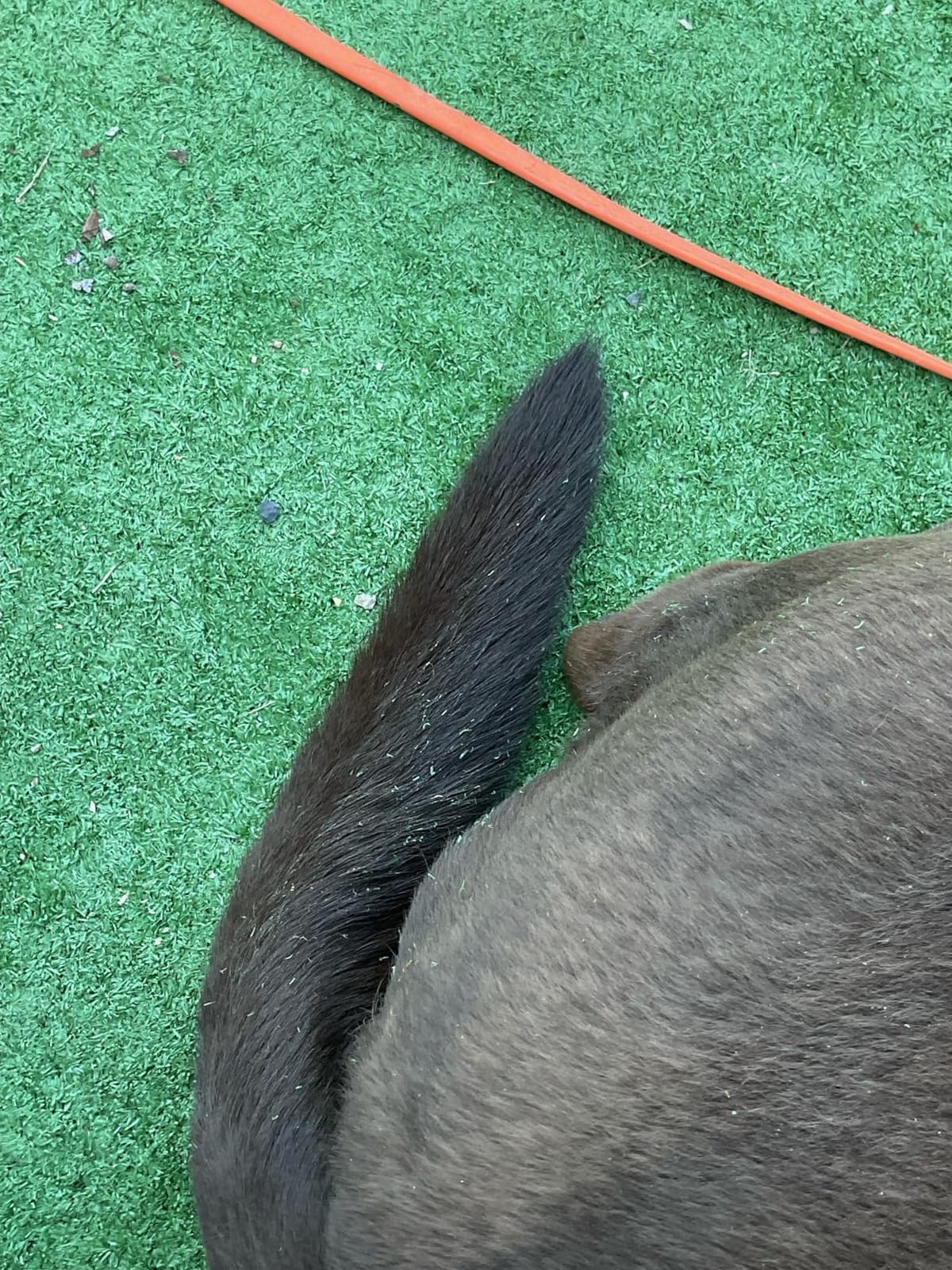 Artificial Turf Grass Lawn 5 FT x8 FT, Realistic Synthetic Mat, Indoor Outdoor Garden Landscape for Pets, Fake Faux Rug with Drainage Holes customer photo 1