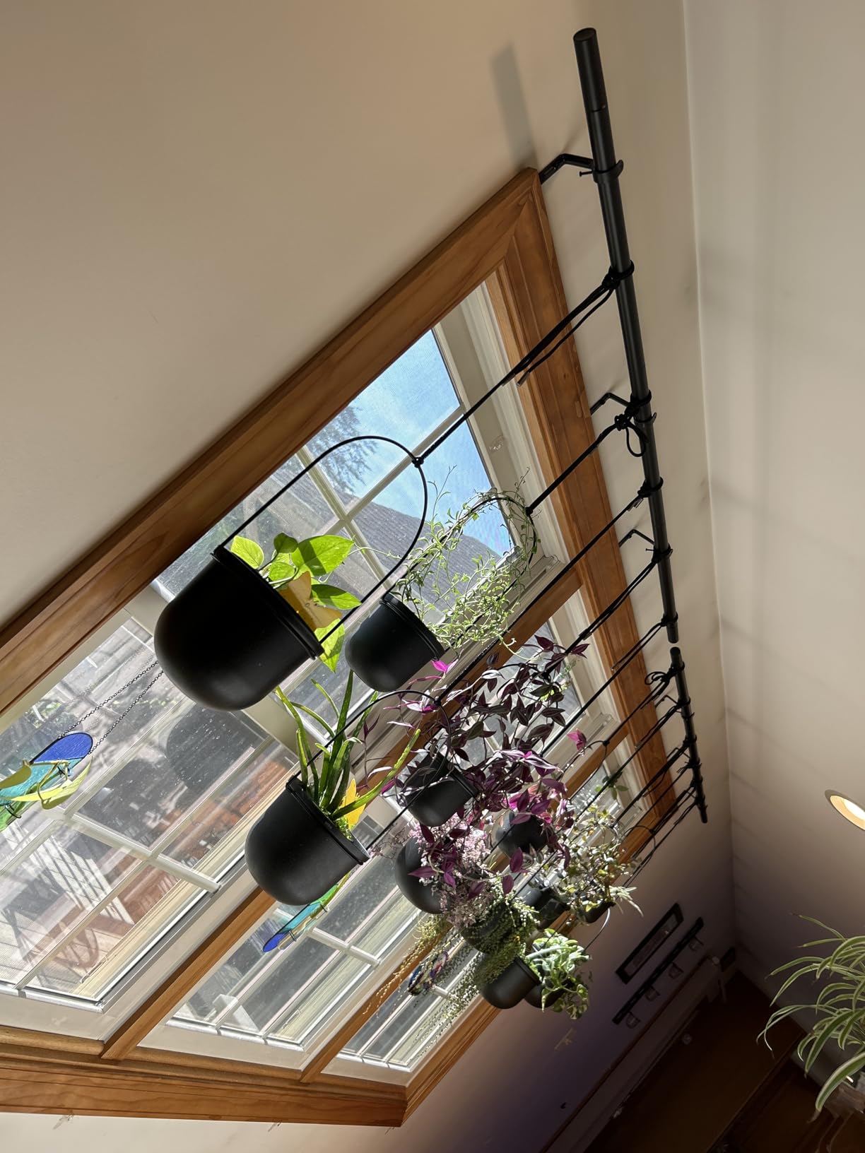 Umbra Triflora Hanging Planter, Indoor Herb Garden, Set of 3, White/Black | Extendable metal rod, adjustable rope lengths, fits standard pots, wall or ceiling mount, holds 15 lbs customer photo 1