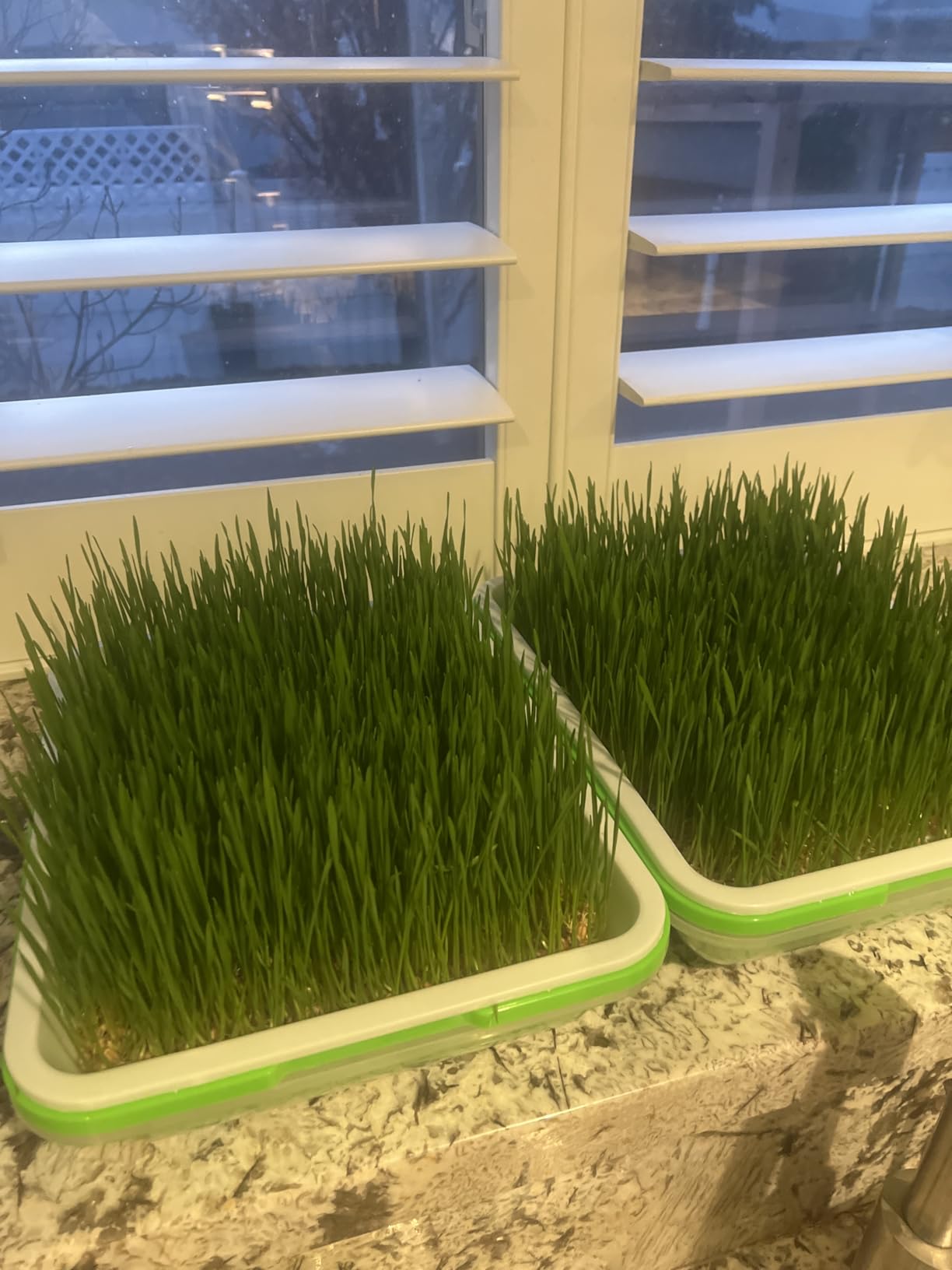 Legigo 2 Pack Seed Sprouter Trays with Lids, Microgreens Growing Trays Kit | BPA Free & Soil Free, Reusable Sprouting Kit with Germination Paper for Wheatgrass, Beans, Cat Grass and Indoor Gardening customer photo 2