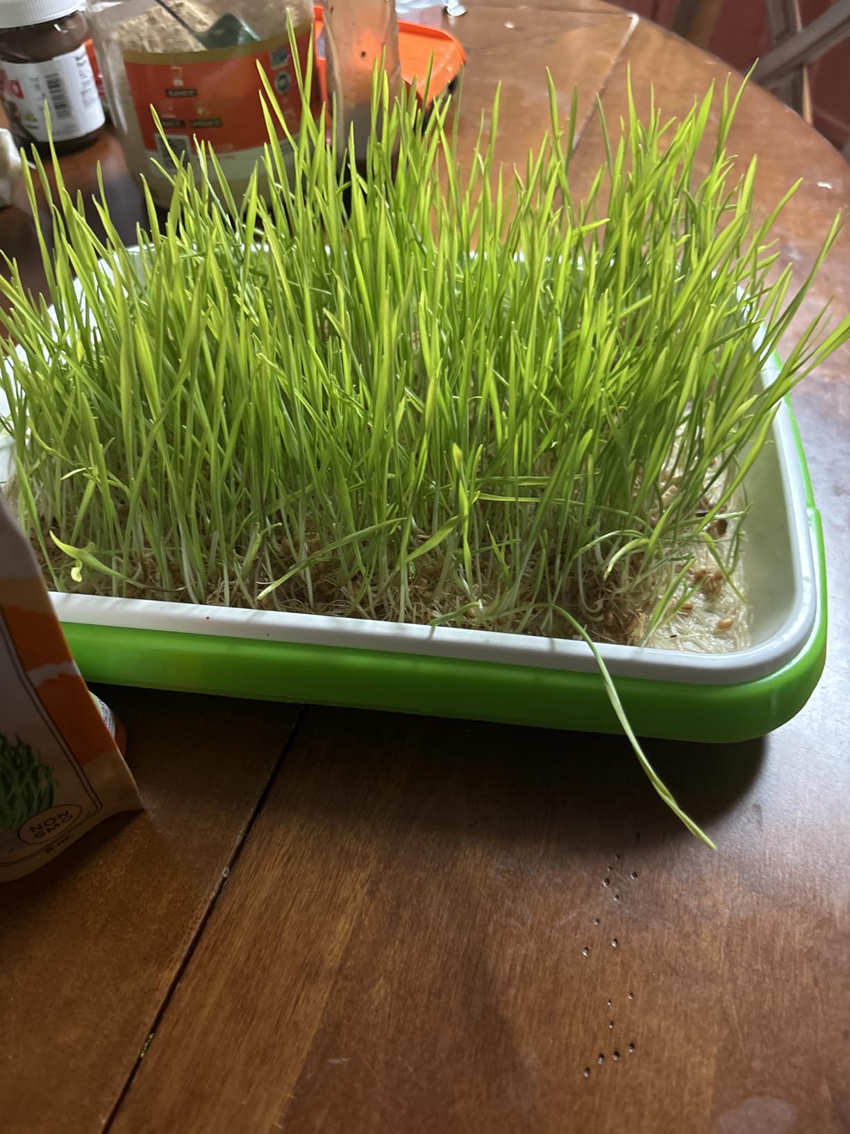 Legigo 10 Pack Seed Sprouter Trays, Microgreens Growing Trays Kit | BPA Free & Soil Free, Reusable Sprouting Kit with Germination Paper for Wheatgrass, Beans, Cat Grass and Indoor Gardening customer photo 2