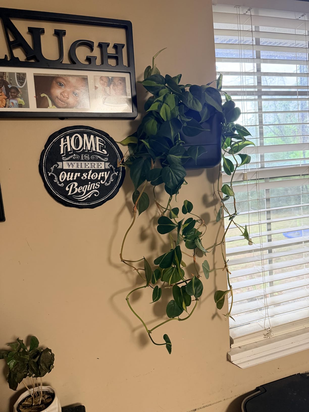 Phoenix Vine 6.5 Inch Wall Mounted Self-Watering Planter Pot for Indoor Houseplants and Herbs | Hanging Planter for Window Sills, Bathroom Walls, Home & Office Décor, Olive, Set of 3 customer photo 1