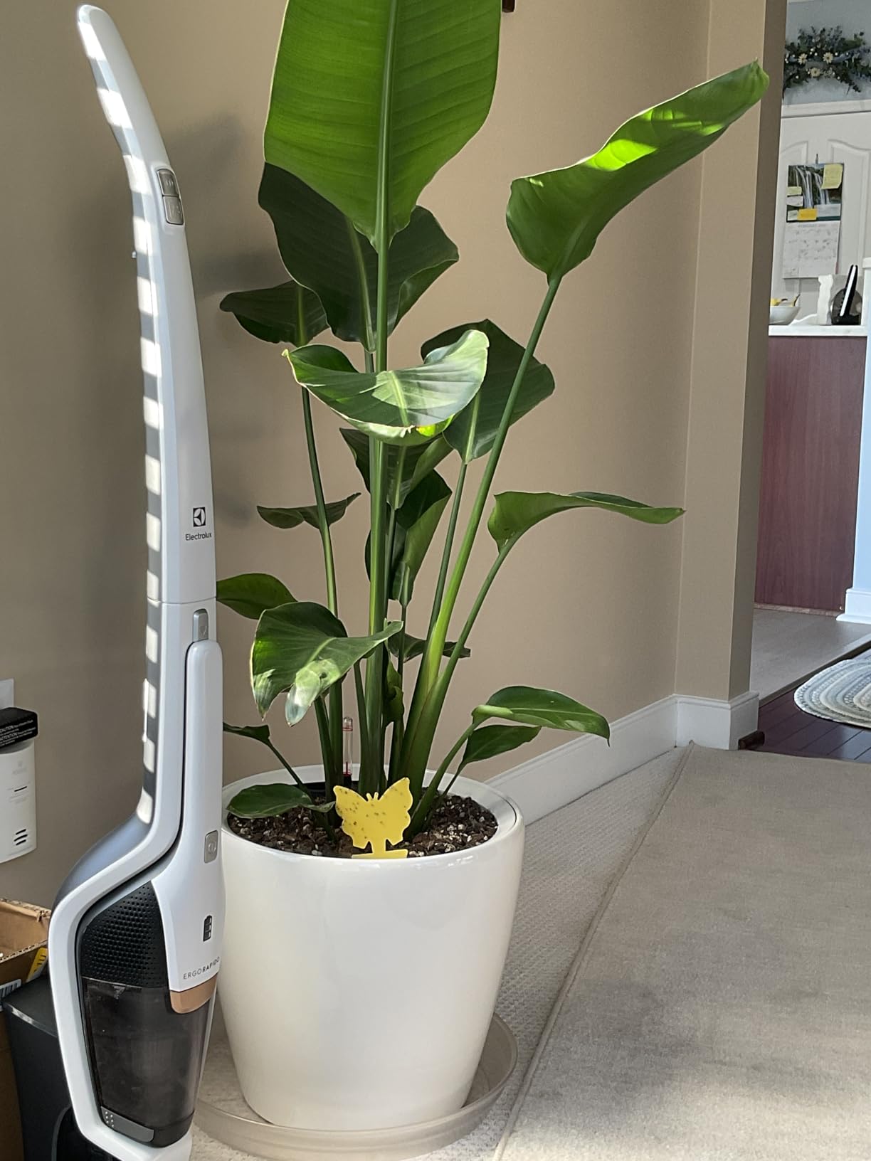 LECHUZA 16020 Classico LS 21 Self-Watering Planter, White High Gloss customer photo 2