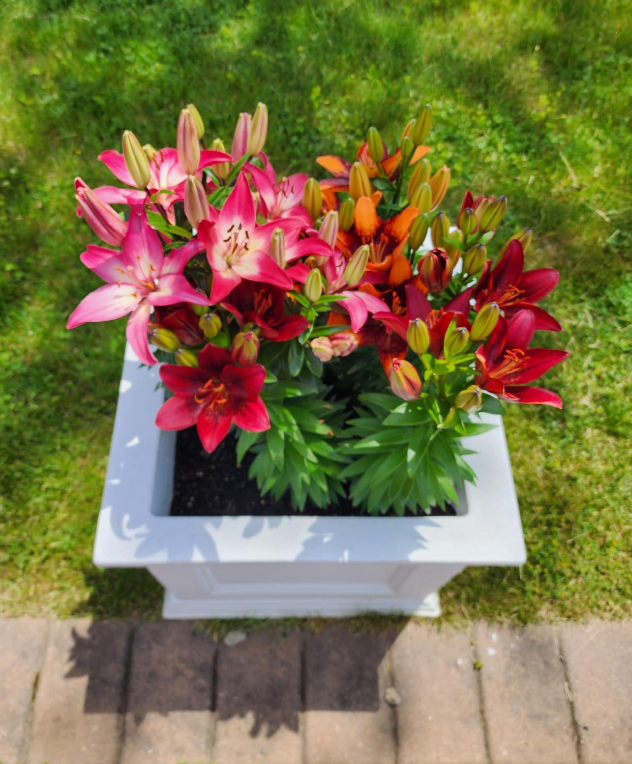 Mayne Fairfield 20in Self-Watering Square Planter, Espresso customer photo 2