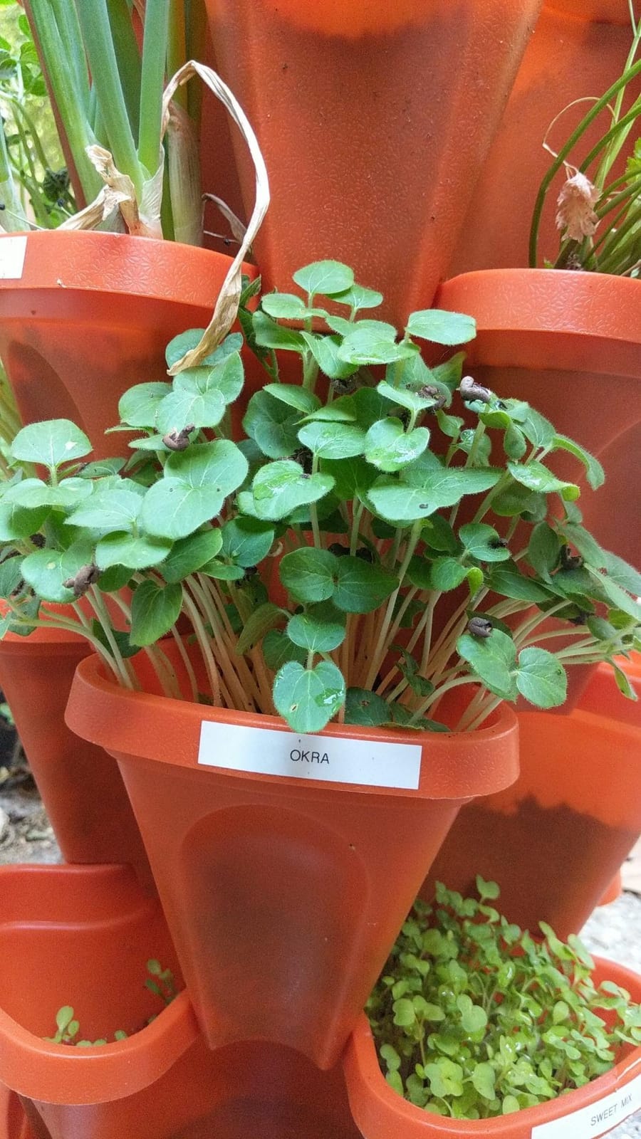 5-Tier Strawberry and Herb Garden Planters 5@13x13x5.2 inch - 24 quart Stackable Gardening Pots with 10 Inch Saucer (Terra-Cotta) customer photo 1