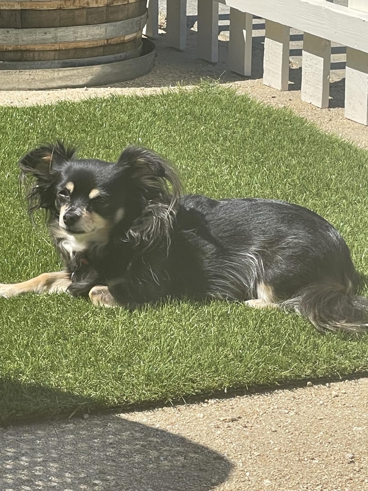 Petgrow 1.38Inch Realistic Artificial Grass Turf-5FTX10FT,Custom Size customer photo 2