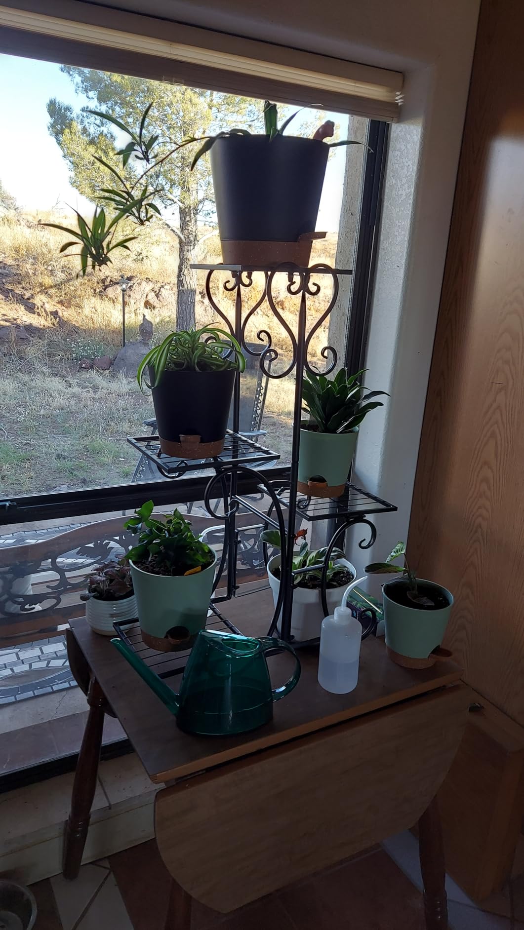 WhaleLife Small Indoor Plant Watering Can - 1.4L Dark Green Long Spout customer photo 1