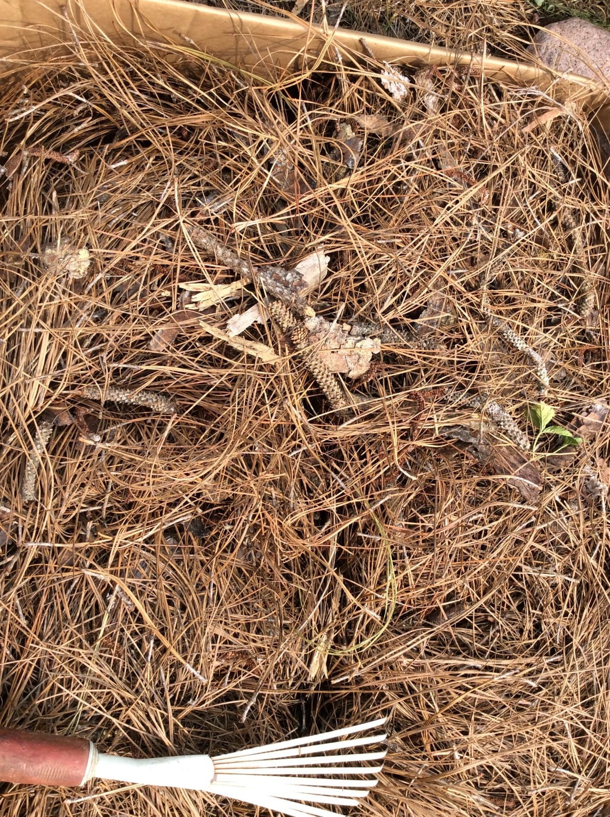 Long Needle Pine Straw Mulch - 100 Sqft Coverage 1 Set - Premium USA Harvested PineStraw for Landscaping, Weed Control, Moisture Retention & Erosion Control - USA Pinestraw customer photo 1