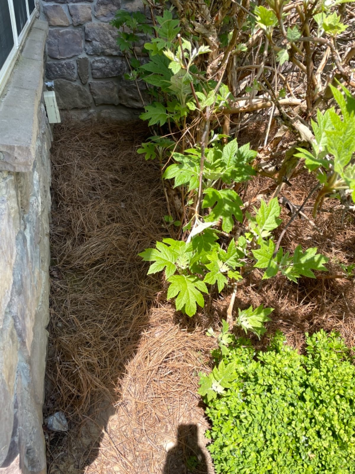 Long Needle Pine Straw Mulch - 100 Sqft Coverage 1 Set - Premium USA Harvested PineStraw for Landscaping, Weed Control, Moisture Retention & Erosion Control - USA Pinestraw customer photo 2