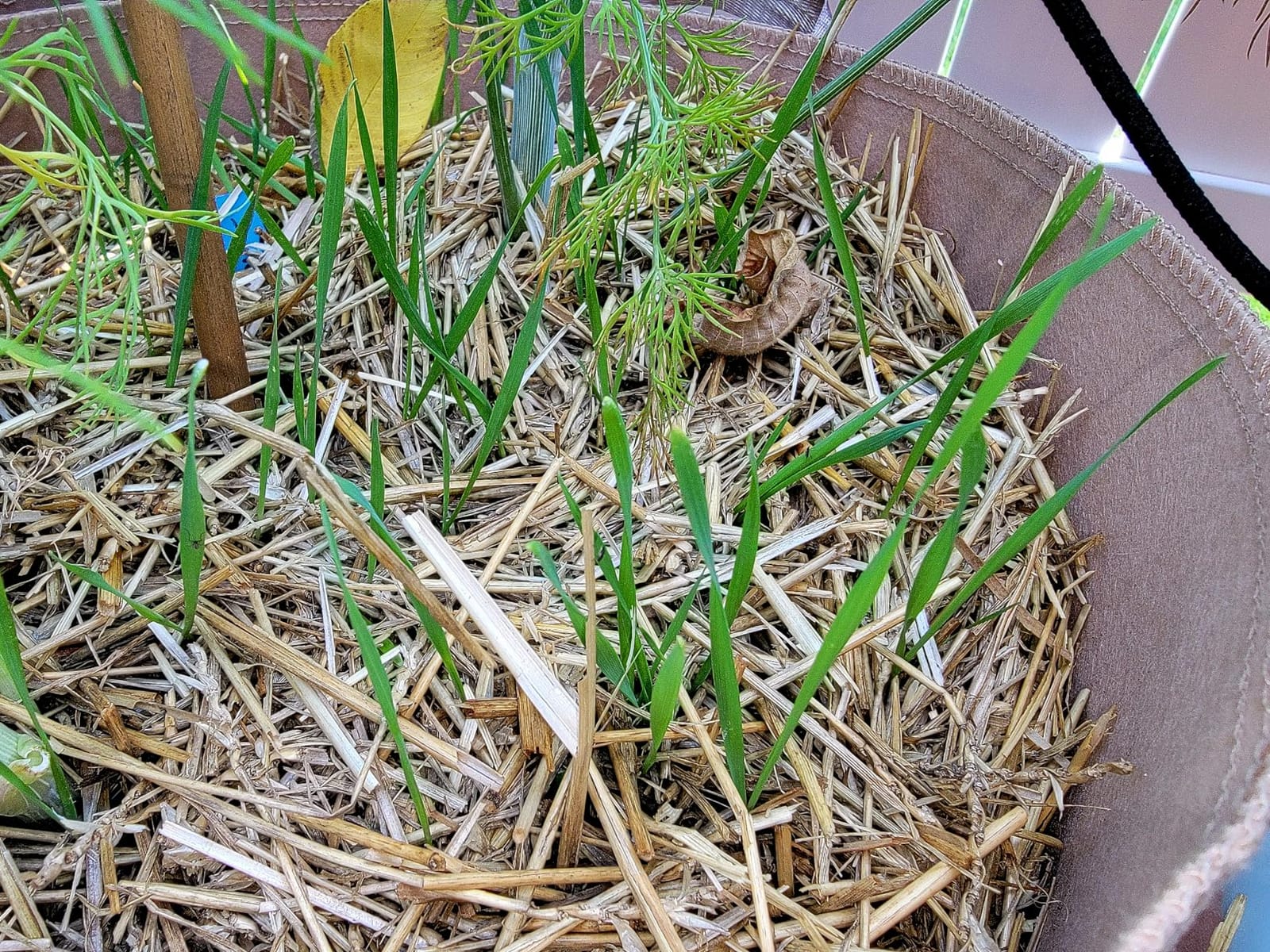 EZ-Straw Seeding Mulch with Tackifier - Biodegradable Organic Processed Straw a 2.5 CU FT Bale (Covers up to 500 sq. ft.) customer photo 2