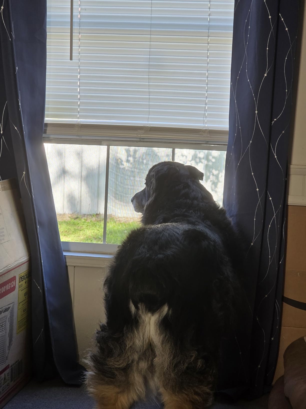 Frost King 2AWS1537 WB Marvin Adjustable Window Screen, 15in High x Fits 21-37in Wide (2 Pack) customer photo 1
