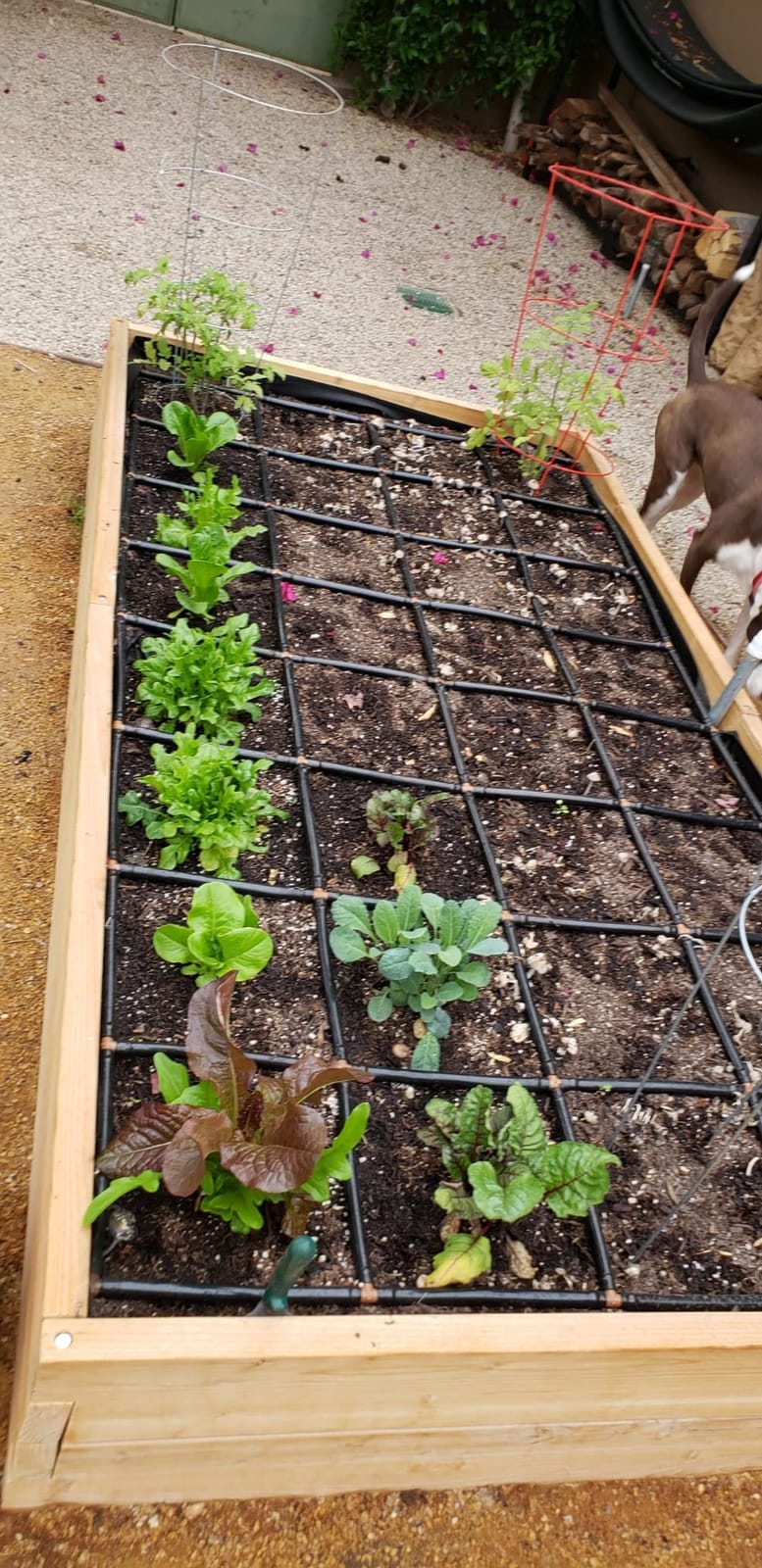 Garden Grid 3x6 | Raised Bed Watering System | Prebuilt Irrigation customer photo 2