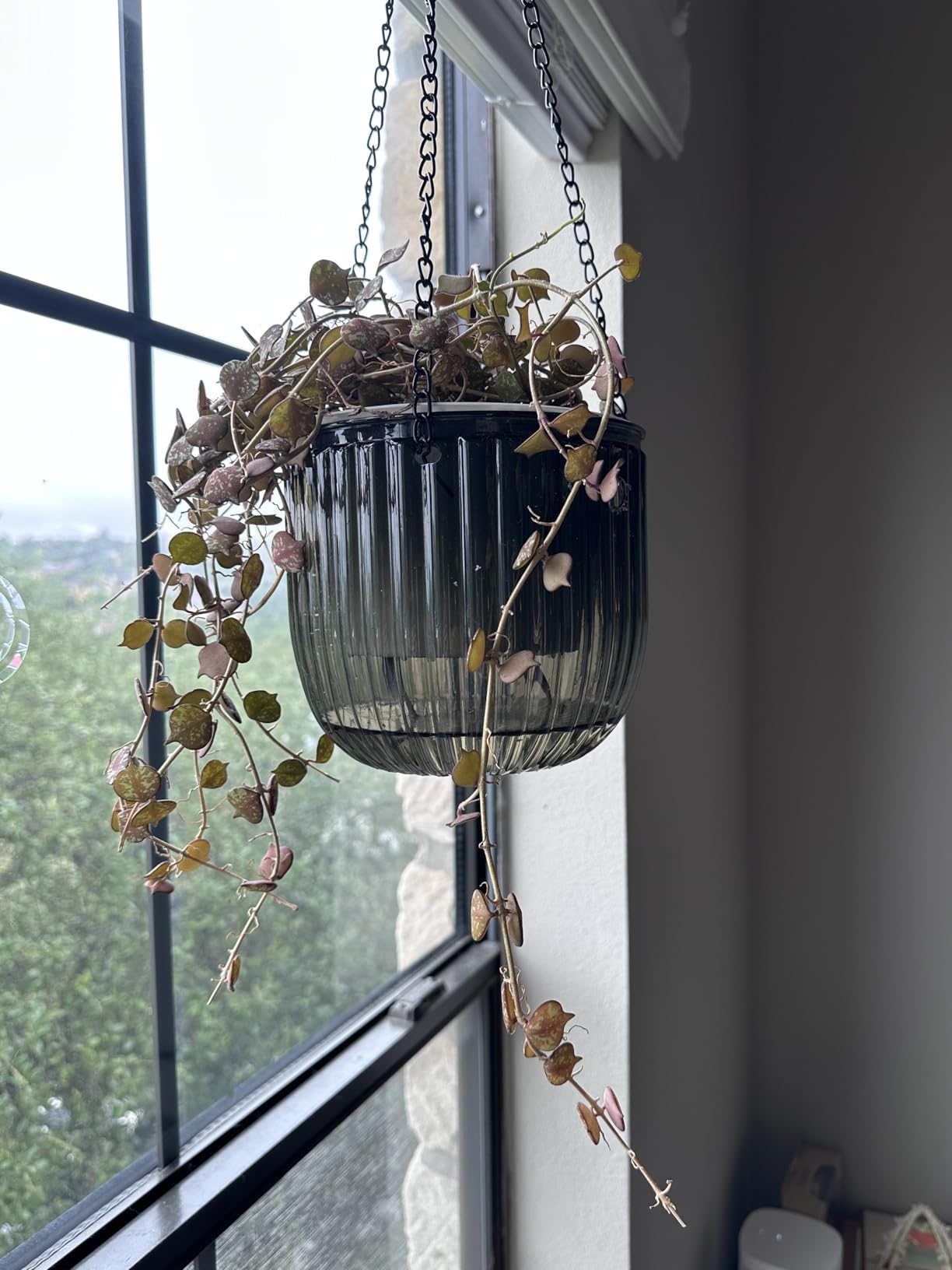 Melphoe 2 Pack Self Watering Hanging Planters Indoor Flower Pots, 6.5 Inch Outdoor Hanging Basket, Plant Hanger with 3Hooks Drainage Holes for Garden Home (Emerald) customer photo 2