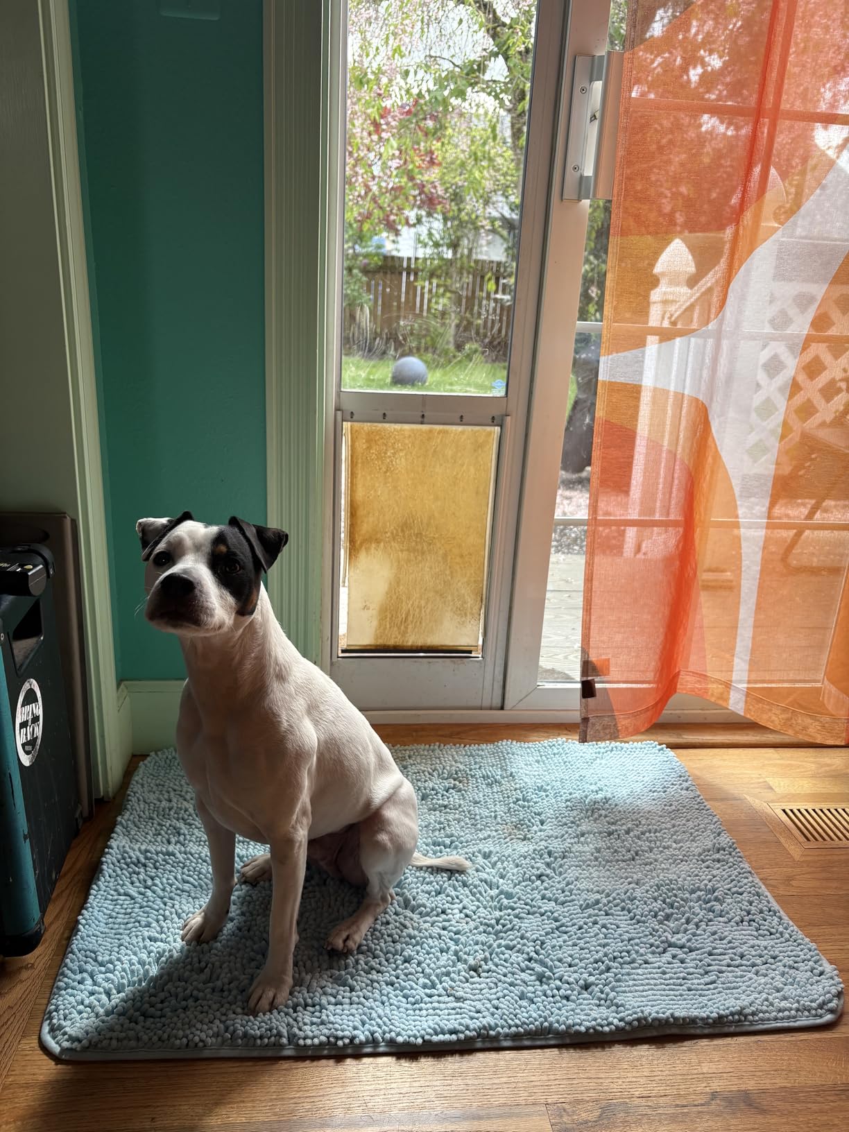 OLANLY Dog Door Mat for Muddy Paws 30x20, Super Absorbent Chenille Mud Mat customer photo 1