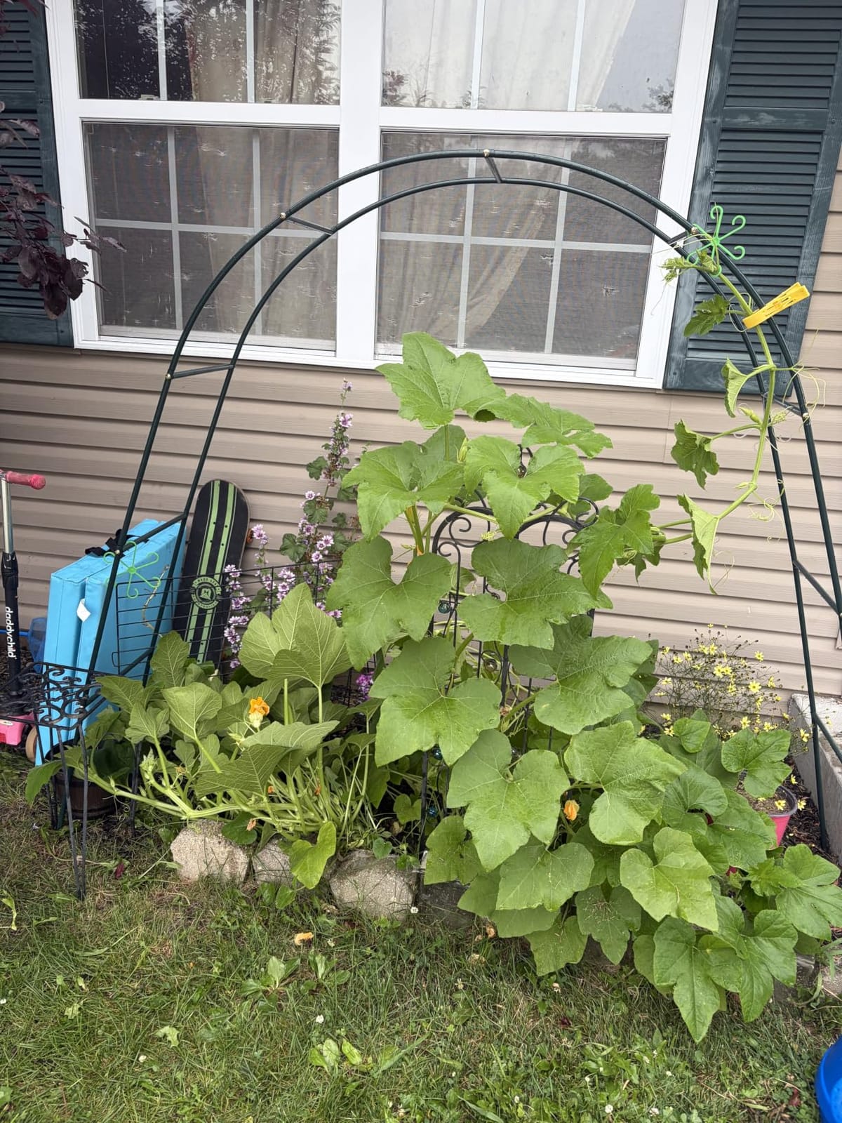 RUBFAC 7.8ft Garden Arch, Metal Trellis for Climbing Plants Outdoor customer photo 2