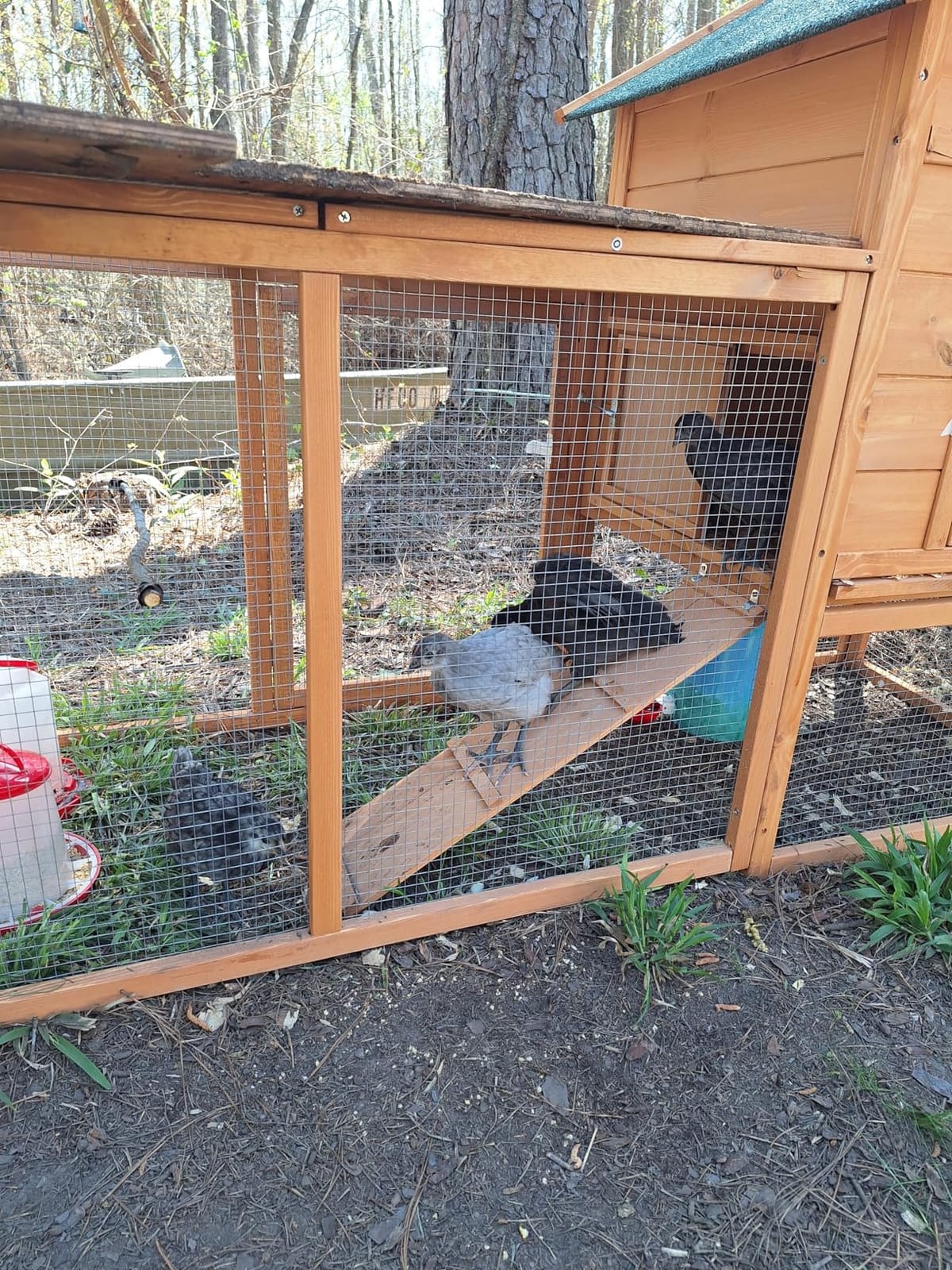 Outdoor Chicken Coop for 2-4 Chickens Wooden Hen House with Nesting Box customer photo 1