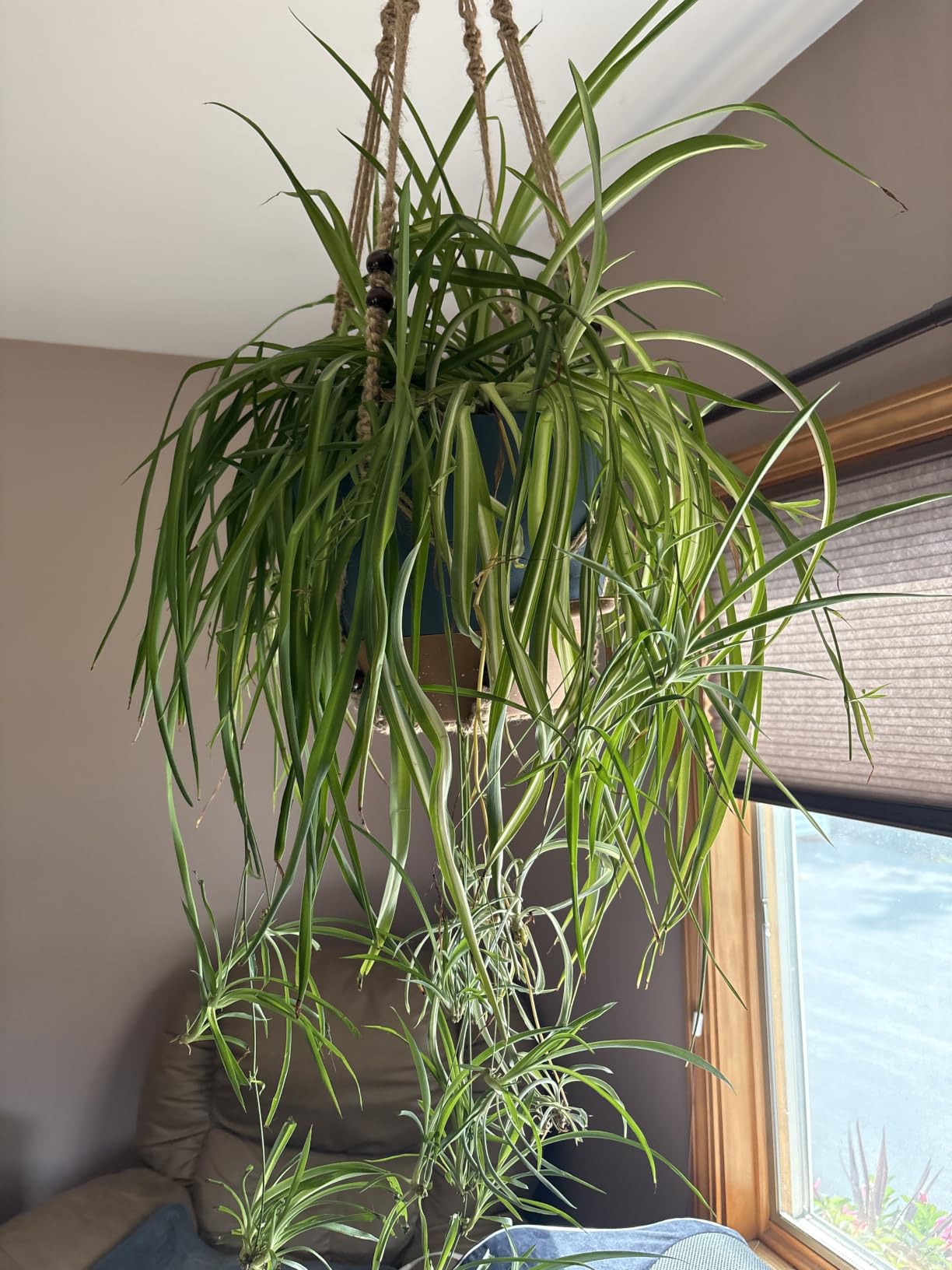 8/10/12 Inch Self Watering Pots for Indoor/Outdoor Plants customer photo 2