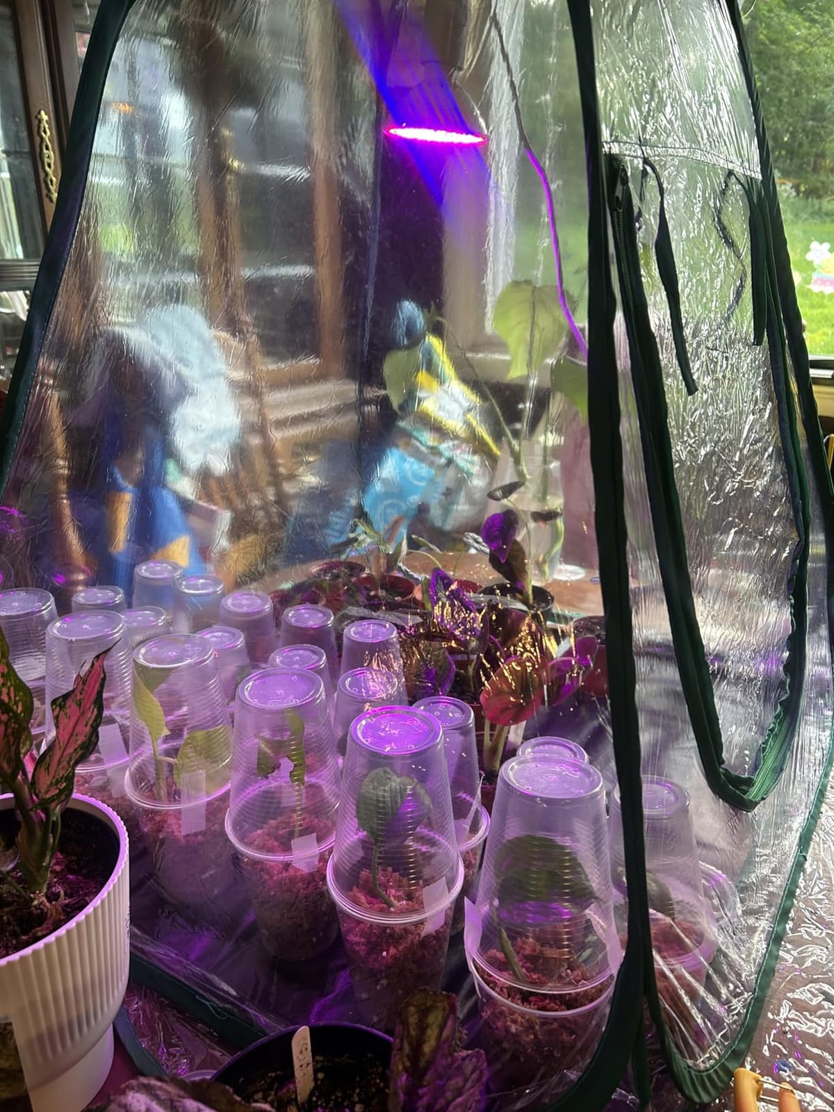 Meonum Mini Greenhouse Indoor with 10W Grow Light and PEVA Mat, 1 Pack customer photo 2