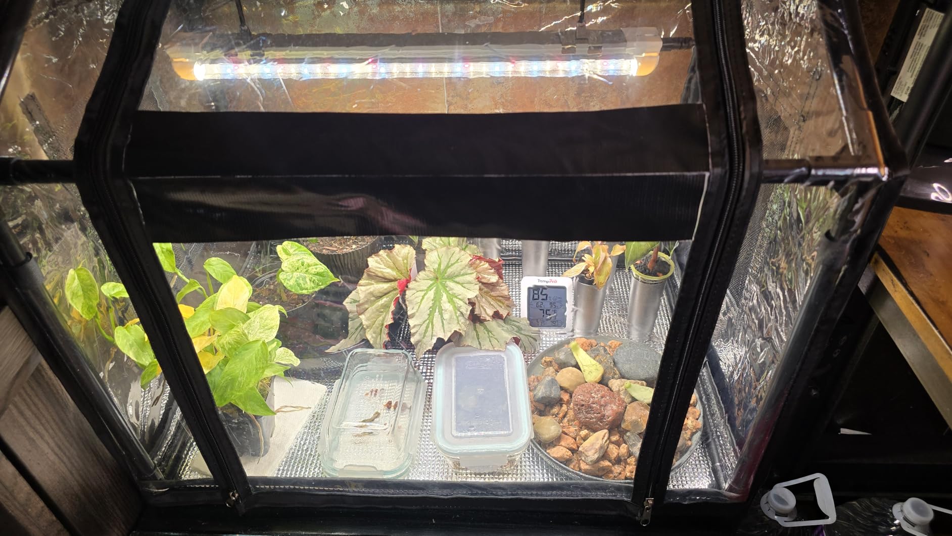 Bstrip Mini Indoor Greenhouse with Grow Light, Tabletop Seed Starting Tent customer photo 2