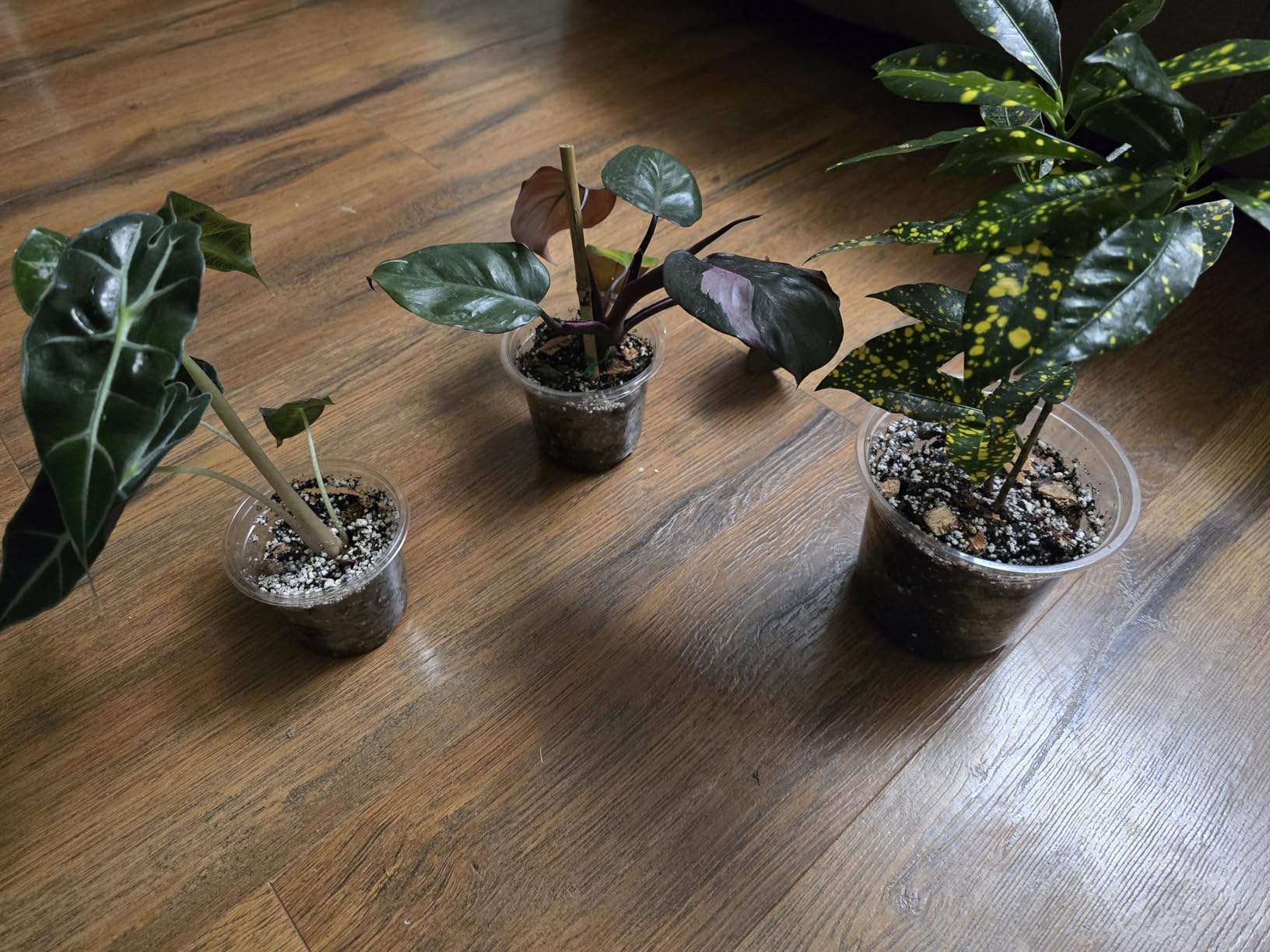 Bluepro Self Watering Pots for Indoor Plants, 4/5/6.5 Inch, 18-Pack customer photo 1