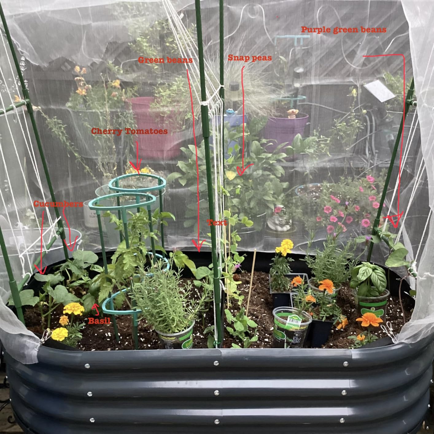 King Bird Large Raised Garden Bed with Legs & Cover & Netting 72×23×55 in customer photo 2