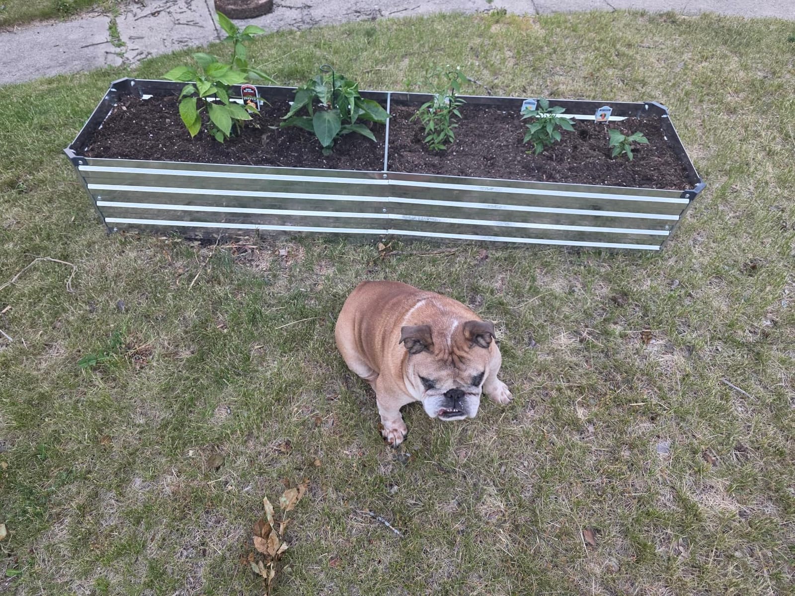 zunatu 10x2x1ft(2 Pack) Galvanized Raised Garden Bed,Outdoor Planter Boxes Metal Patio Kit Planting Bed for Vegetables Flowers,Silver customer photo 2